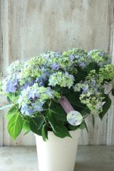 山紫陽花 "満天星" 15cmポット