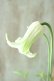 画像1: 壺型クレマチス "白のクリスパ" 良い香り! (1)