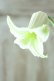 画像6: 壺型クレマチス "白のクリスパ" 良い香り!