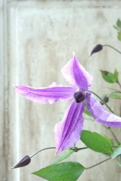 24 Clematis - Jardin de Violettes (Page 13)