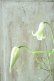 画像2: 壺型クレマチス "白のクリスパ" 良い香り! (2)