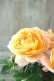 画像11: アンティークタッチなバラ "ジューシーテラッツァ" 13.5cmポット