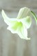 画像7: 壺型クレマチス "白のクリスパ" 良い香り!