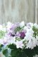 画像11: 紫陽花 "衣純千織~いずみちおり~ ブルー" 15cmポット