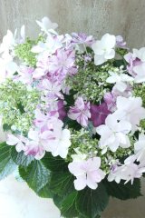 紫陽花 "衣純千織~いずみちおり~ ブルー" 15cmポット