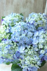 紫陽花 "舞姫 水色の恋" 15cmポット  