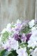 画像7: 紫陽花 "衣純千織~いずみちおり~ ブルー" 15cmポット