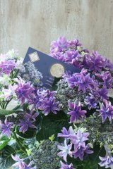 紫陽花 "月光 ブルー" 16cmポット 再入荷しました!