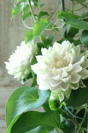 画像10: 八重咲きクレマチス "ブルーダイヤモンド" 17cmポット