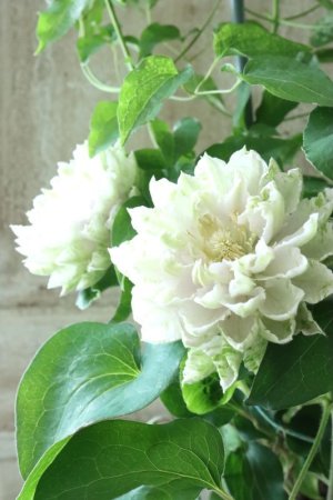 画像8: 八重咲きクレマチス "ブルーダイヤモンド" 17cmポット