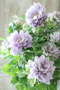 Clematis - Jardin de Violettes