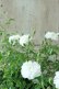 画像7: クリーピングミニバラ "プチシャンテ スノーシャワー" 13.5cmポット ~良い香り!~