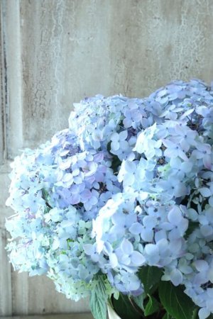 画像16: 山紫陽花 "満天星" 15cmポット