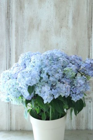 画像14: 山紫陽花 "満天星" 15cmポット