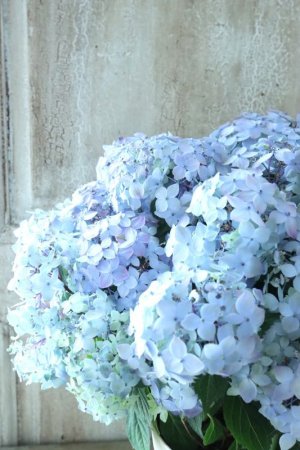 画像15: 山紫陽花 "満天星" 15cmポット