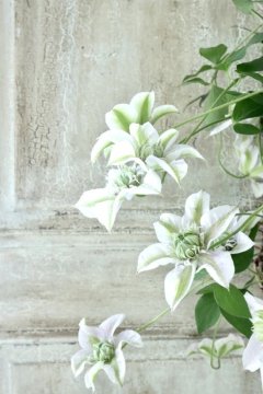 ✿クレマチス最新品種　小苗✿ 楽天市場】予約販売 クレマチス 苗 フェアリーブルー