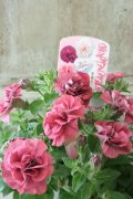 八重咲きペチュニア "ホイップマカロン フランボワーズ"