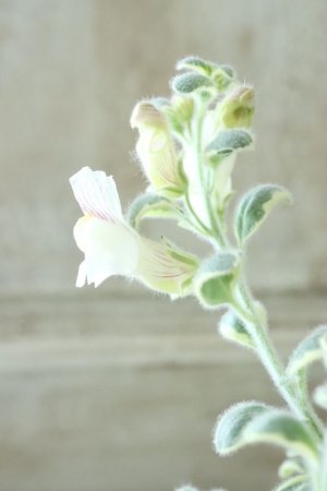 画像12: 宿根這性リナリア "ムーンライト オブ トリニティ"