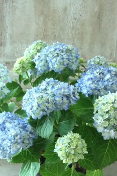 Hydrangea&Autumnal Hydrangea - Jardin de Violettes