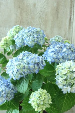 画像2: 山紫陽花 "有松" 15cmポット