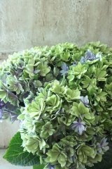 秋色紫陽花 "トゥールース パープル"