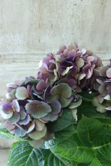 秋色紫陽花 "フレーム"