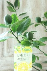 早なりレモン "レモン２１" 15cmポット