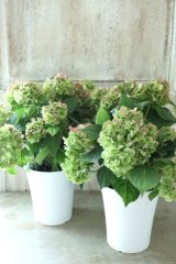秋色山紫陽花 "伊予獅子てまり" 12cmポット