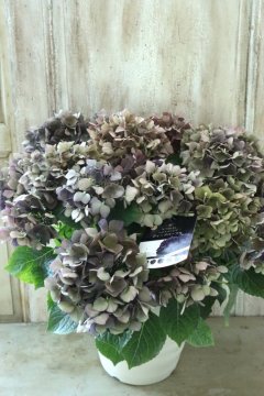 Hydrangea&Autumnal Hydrangea - Jardin de Violettes