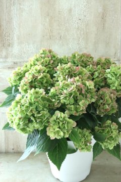 Hydrangea&Autumnal Hydrangea - Jardin de Violettes
