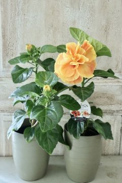 【BURGA】カスタマイズOK☆バイカラー花柄〇Bloom Boom〇各種 BURGA】カスタマイズOK☆バイカラー花柄〇Bloom Boom〇各種