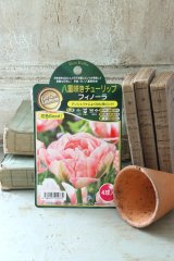 八重咲きチューリップ "フィノーラ" 4球