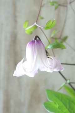 24 Clematis - Jardin de Violettes (Page 1)