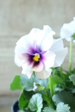 Viola ~Nouvelle Vague・ヌーヴェルヴァーグ~ - Jardin de Viola ~Nouvelle Vague・ヌーヴェルヴァーグ~ - Jardin de