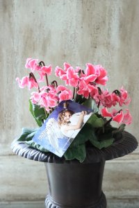 奇跡のシクラメン "天使のはね" No.17