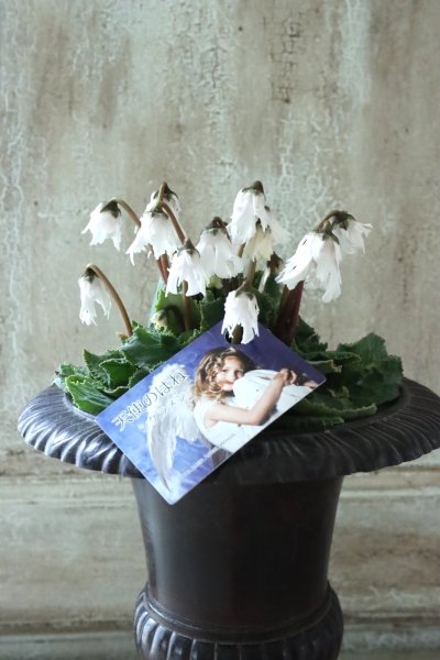 Garden Collection - Jardin de Violettes (Page 16)