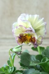 Fee des neiges Crepe Noble "フェデネージュ クレープ ノーブル" No.46