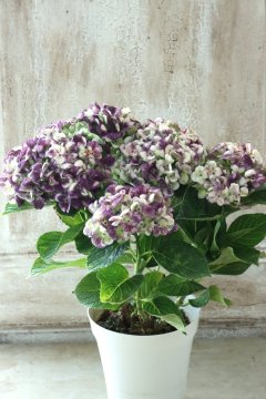 Hydrangea&Autumnal Hydrangea - Jardin de Violettes