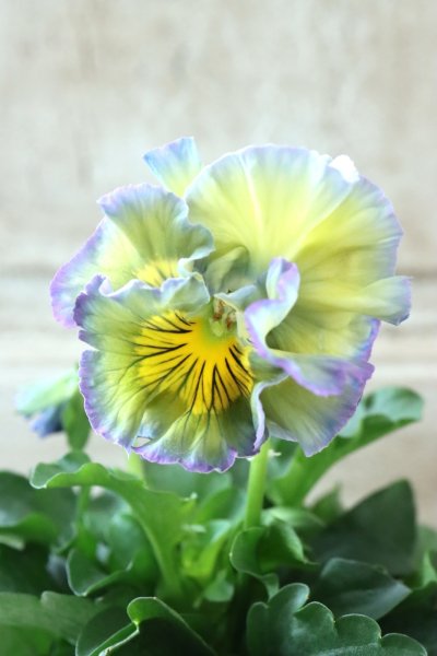 Garden Collection - Jardin de Violettes (Page 54)