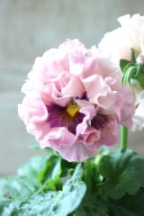 Robe de Antoinette〜ローブ・ドゥ・アントワネット〜 No.55