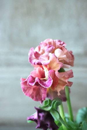 画像4: Robe de Antoinette〜ローブ・ドゥ・アントワネット〜 No.79