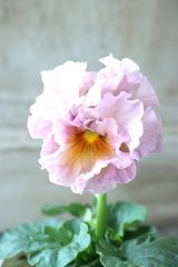 Robe de Antoinette〜ローブ・ドゥ・アントワネット〜 No.45