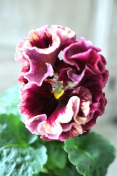 Garden Collection - Jardin de Violettes (Page 34)
