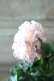 画像4: Robe de Antoinette〜ローブ・ドゥ・アントワネット〜 No.98 (4)