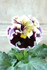 Fringe Panzy〜Doracula・ドラキュラ〜 No.54