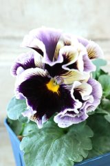 Fringe Panzy〜Doracula・ドラキュラ〜 No.52