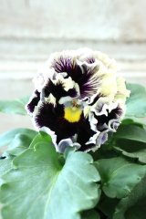 Fringe Panzy〜Doracula・ドラキュラ〜 No.63