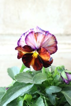 Garden Collection - Jardin de Violettes (Page 7)