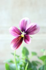 ~Ueta collection~"ビオラ パピヨンワールド" No.58