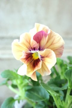 【人気No.1】 de Jardin Violettes 89) (Page 花